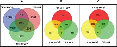 Integrated analysis of transcriptome and microRNAs associated with exogenous calcium-mediated enhancement of hypoxic tolerance in cucumber seedlings (Cucumis sativus L.)